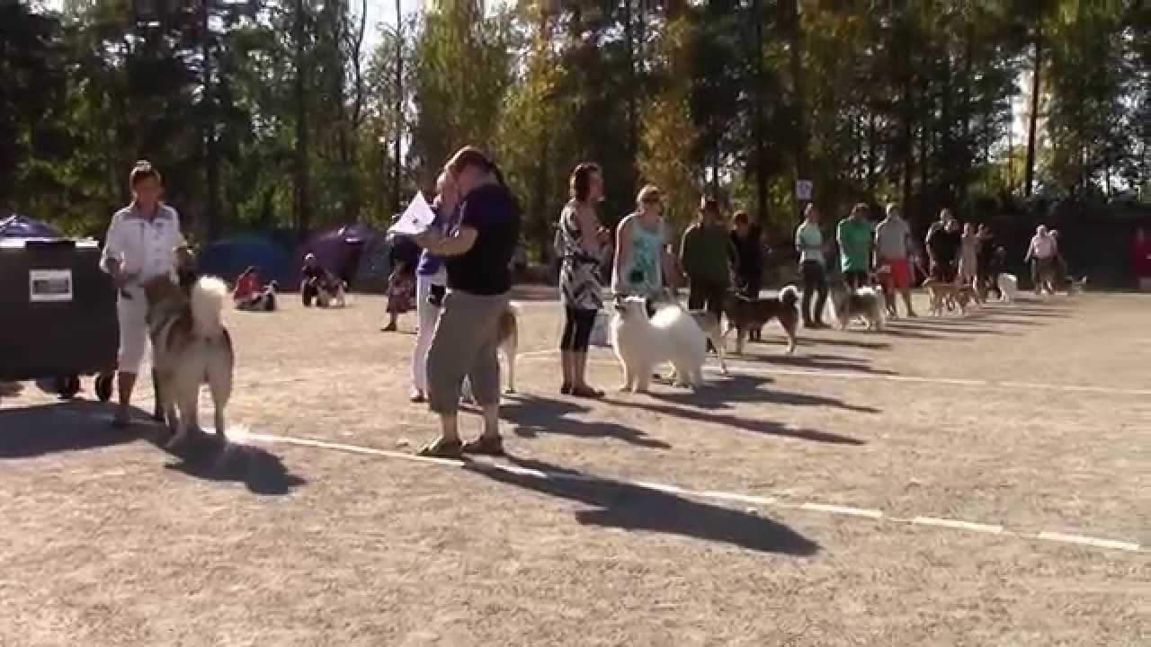 Heinolan koiranäyttely 23.8.2015