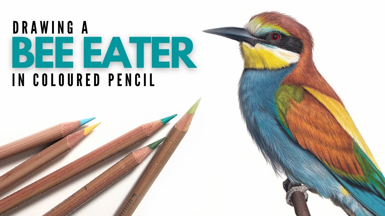 Drawing a Bee-eater in Colored Pencil | Realistic Bird Drawing