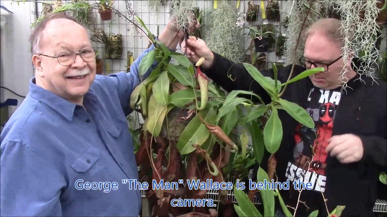 Pruning and Propagating Nepanthes
