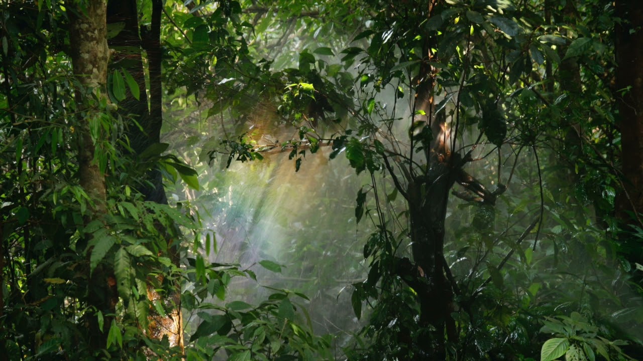 Ecuador Rainforest Ambient Sound
