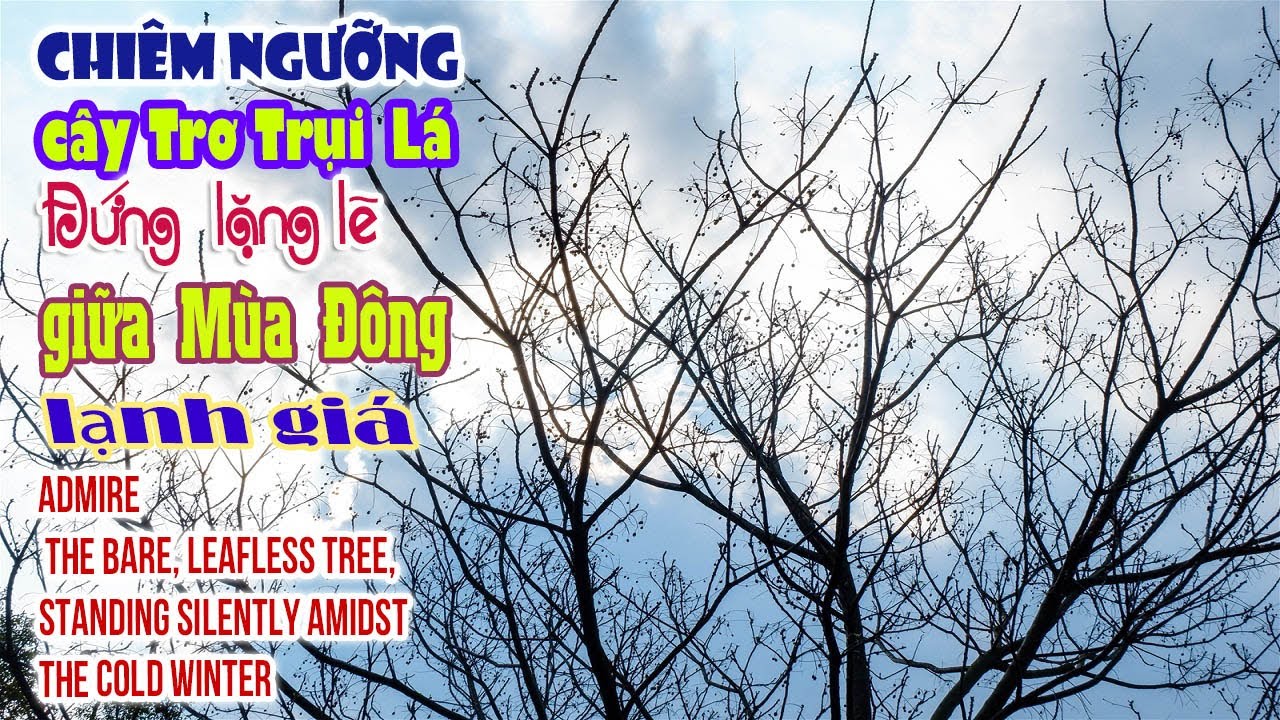 Chiêm ngưỡng cây trơ trụi lá, đứng lặng lẽ giữa mùa đông lạnh giá