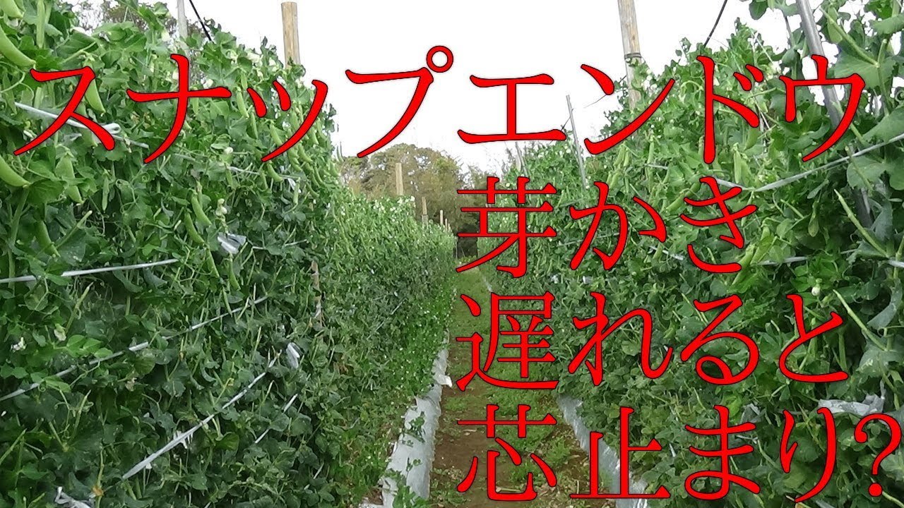 スナップエンドウ　芽かきと芯止まりについて