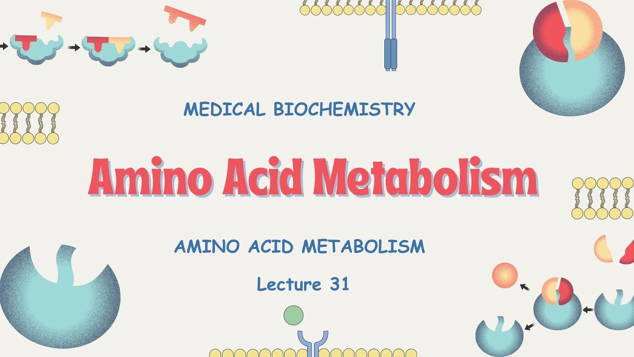 Lecture 31 | Amino Acid Metabolism