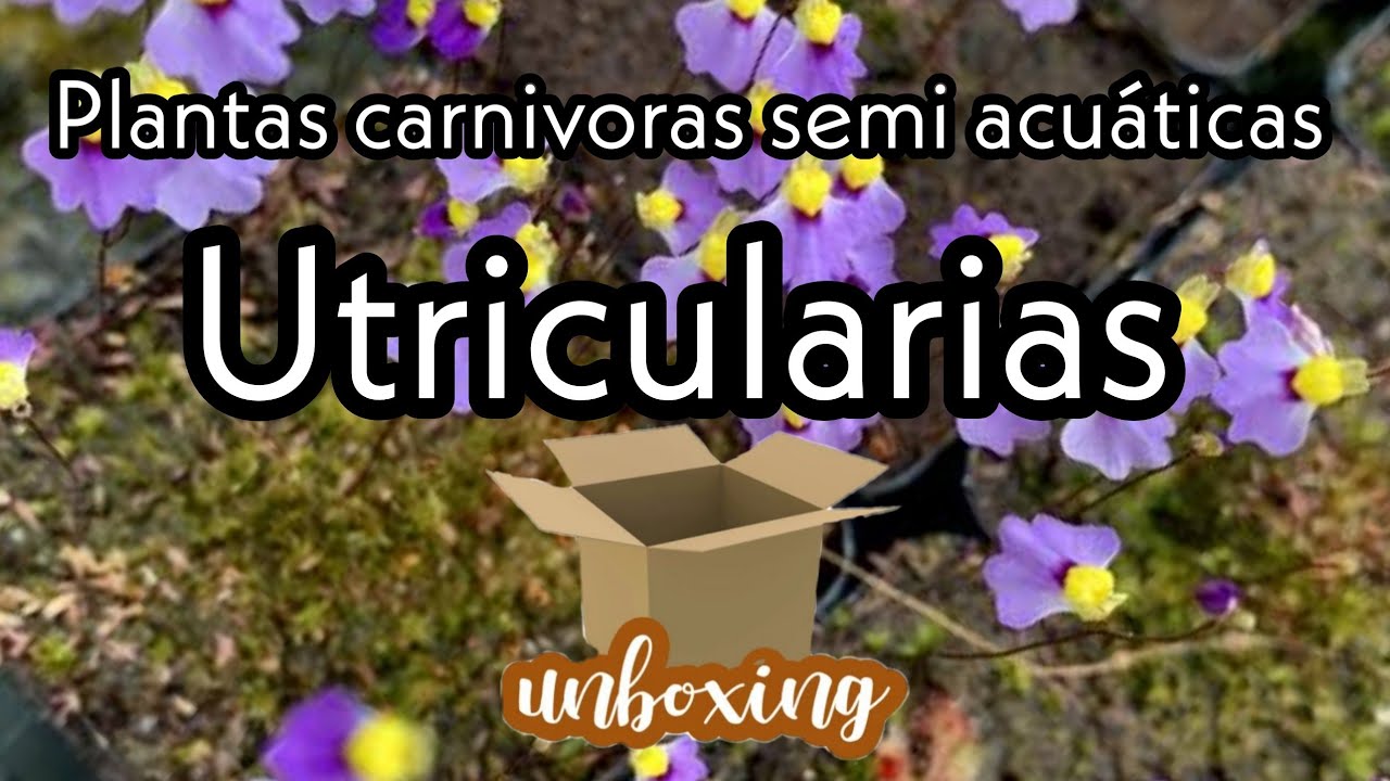 Mi primer pedido de utricularias - Unboxing
