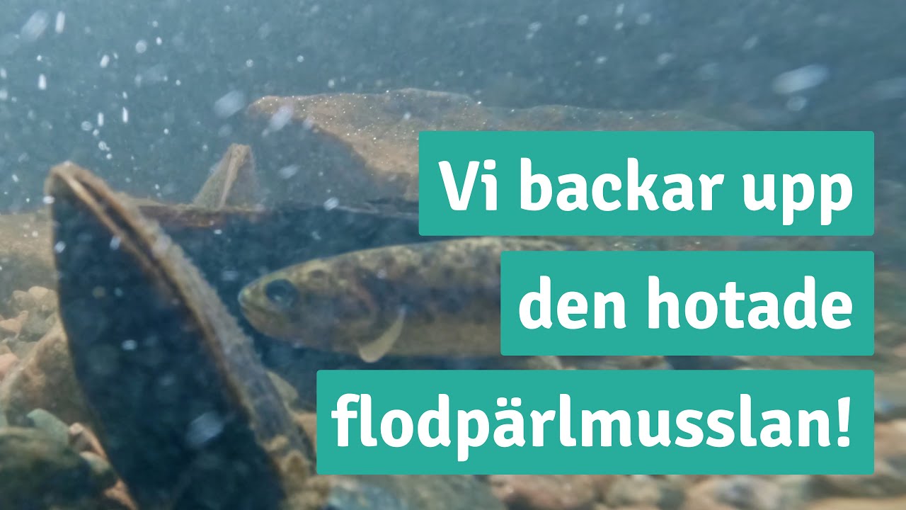 Återhämtning i sikte för flodpärlmusslan i Bulsjöån | Tranås Energi AB