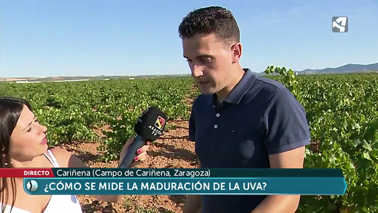 La maduración de la uva