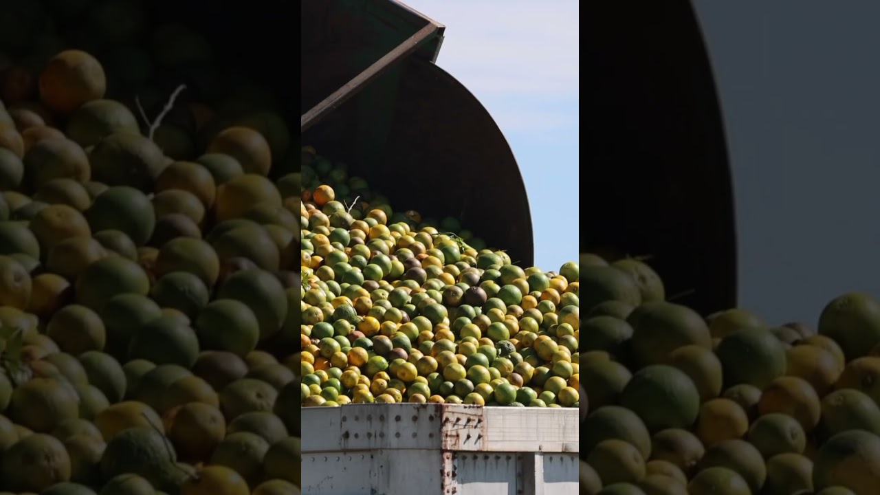 Zoning In: Citrus Groves and Oranges in Florida