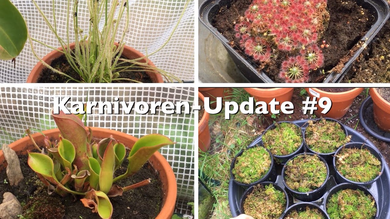 Karnivoren-Update #9 | Karnico