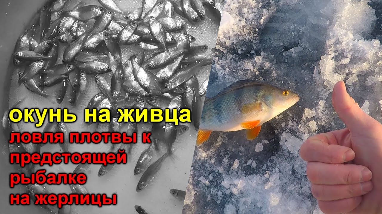 ловля окуня на живца