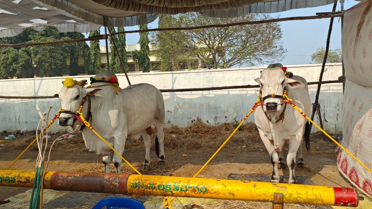 చిలకలూరిపేట న్యూ కేటగిరి విభాగంలో 11వ జత కాక కాక బుల్స్