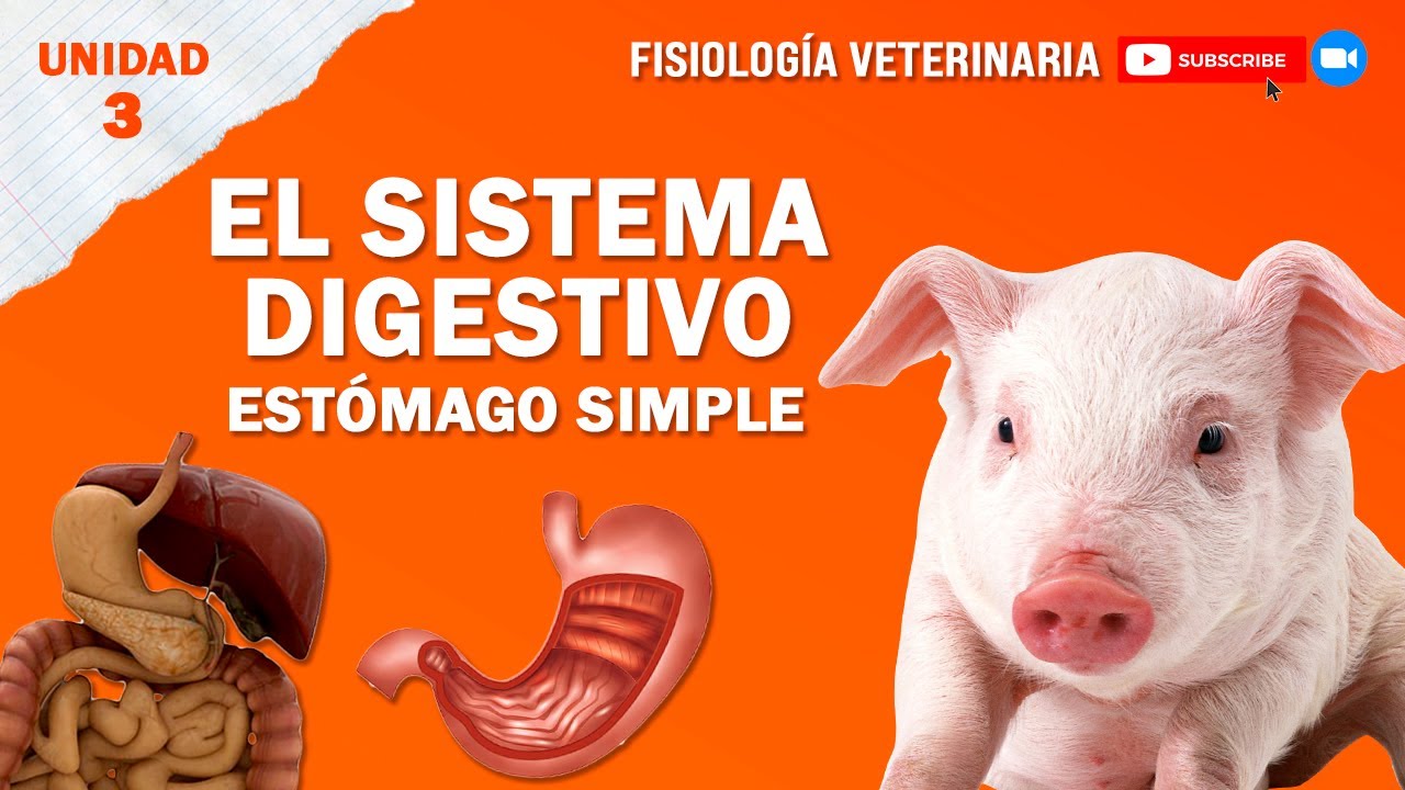 FISIO2_UNIDAD3_SISTEMADIGESTIVO_SIMPLE