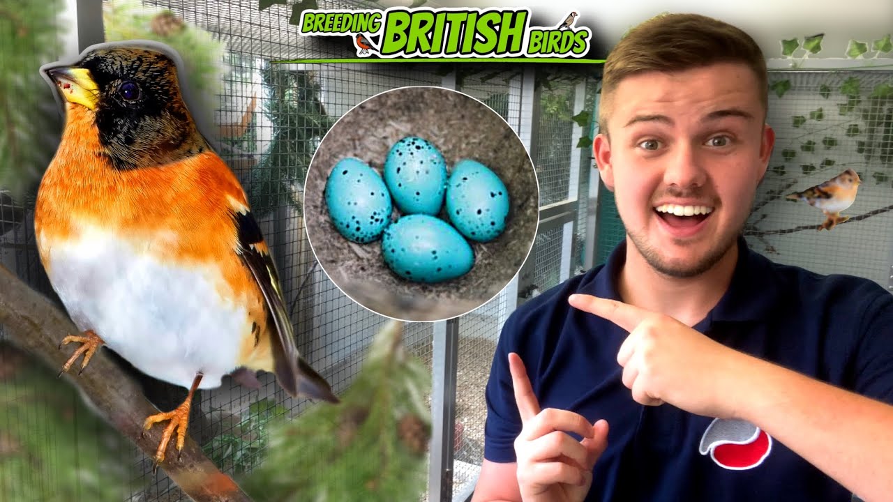 BREEDING SUCCESS! | Breeding British Birds S3:Ep11