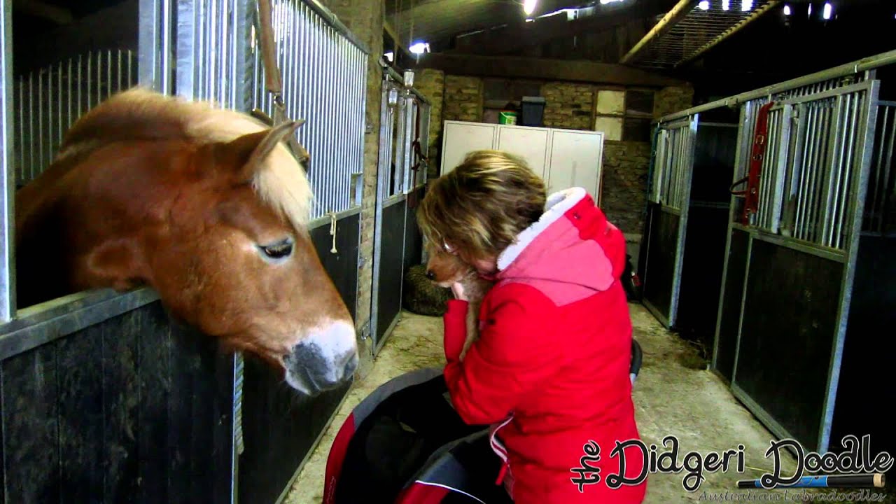 pupjes Efi Junior & Morris op Bezoek Bij Pony Manege Verloren Kost Gulpen