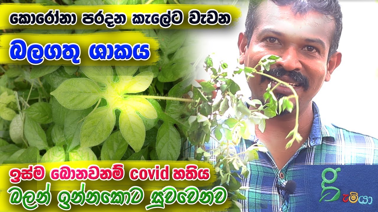 කොරෝනා හතියෙන් ජීවිත බේරන බලගතු පැලය​ Tiger's footprint plant