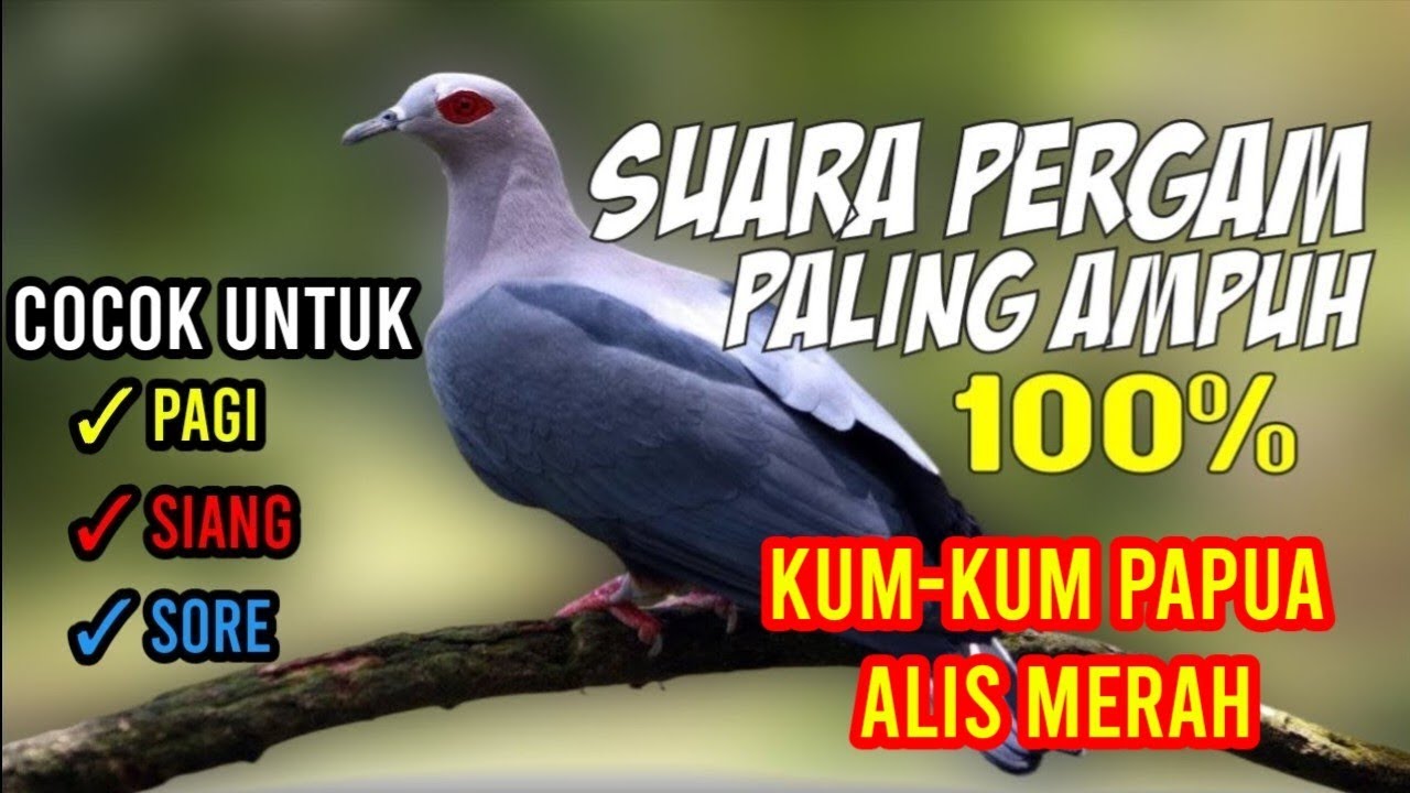 TERBUKTI AMPUH!! suara pikat jantan dan betina burung pergam alis merah langsung ngumpul semua