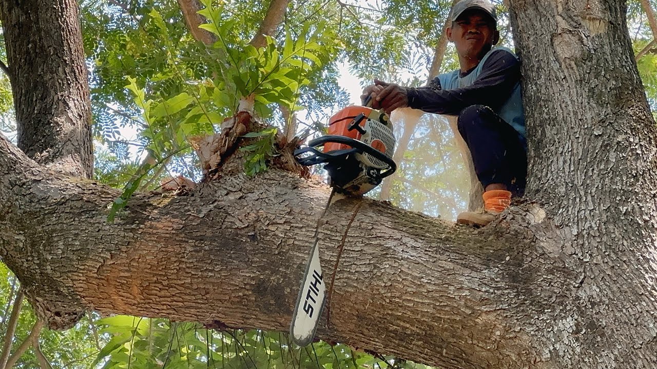 House at risk… Cut down a tall trembesi tree near the house.