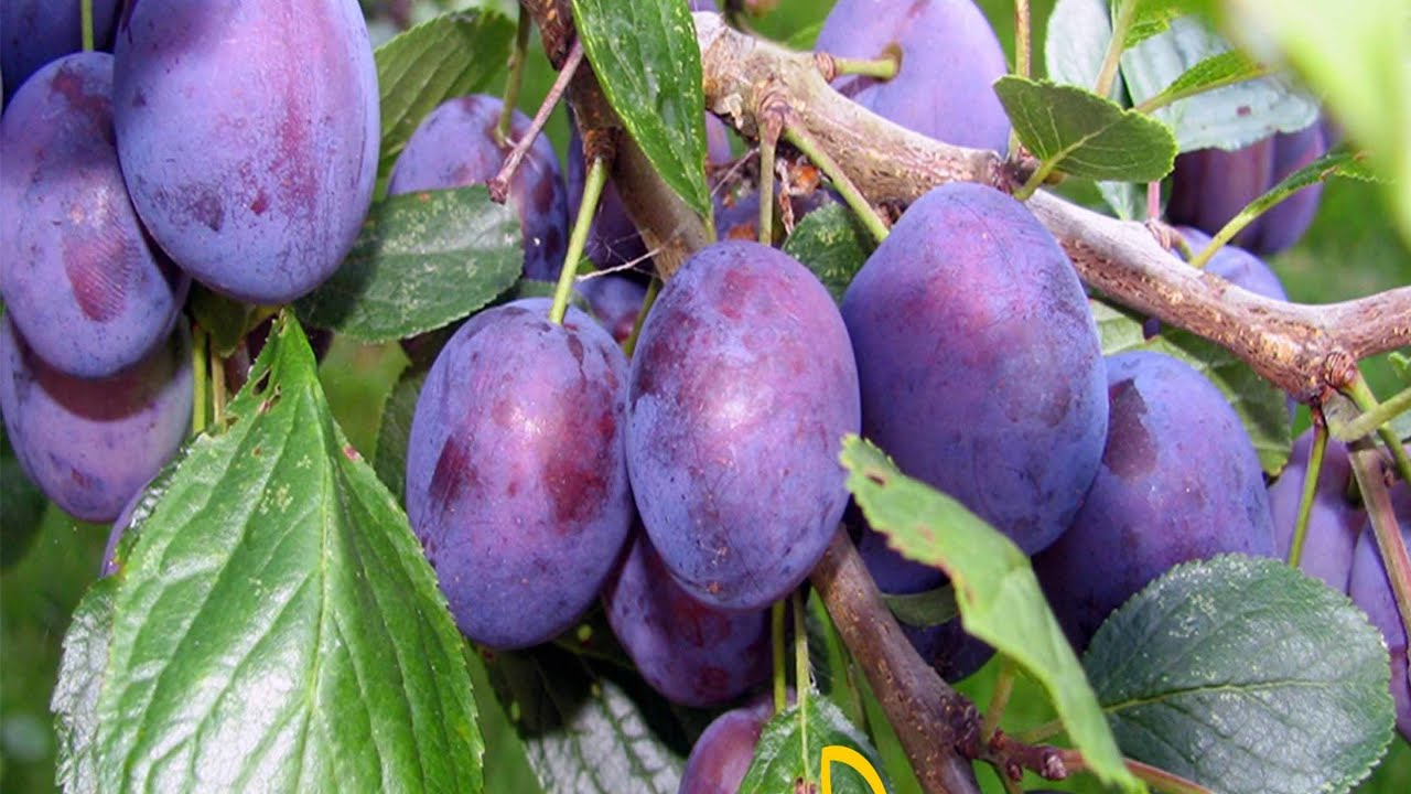 BU ERİĞİ BAHÇENİZE MUTLAKA DİKİN