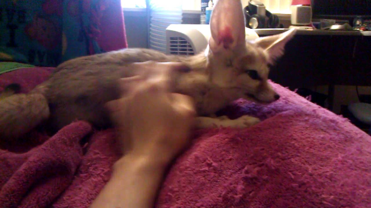 Petting a Fennec Fox | Scout The Fennec Fox
