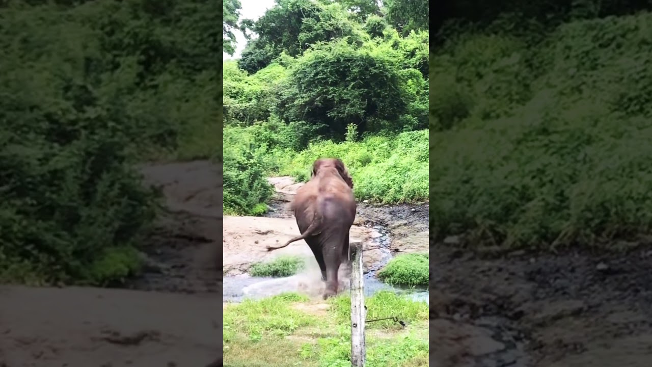 Elephant #🐘🐘🐘 wilpaththu Reserve #Travel # Sri Lanka#🔥🔥🔥🔥🔥🔥🔥🔥🔥