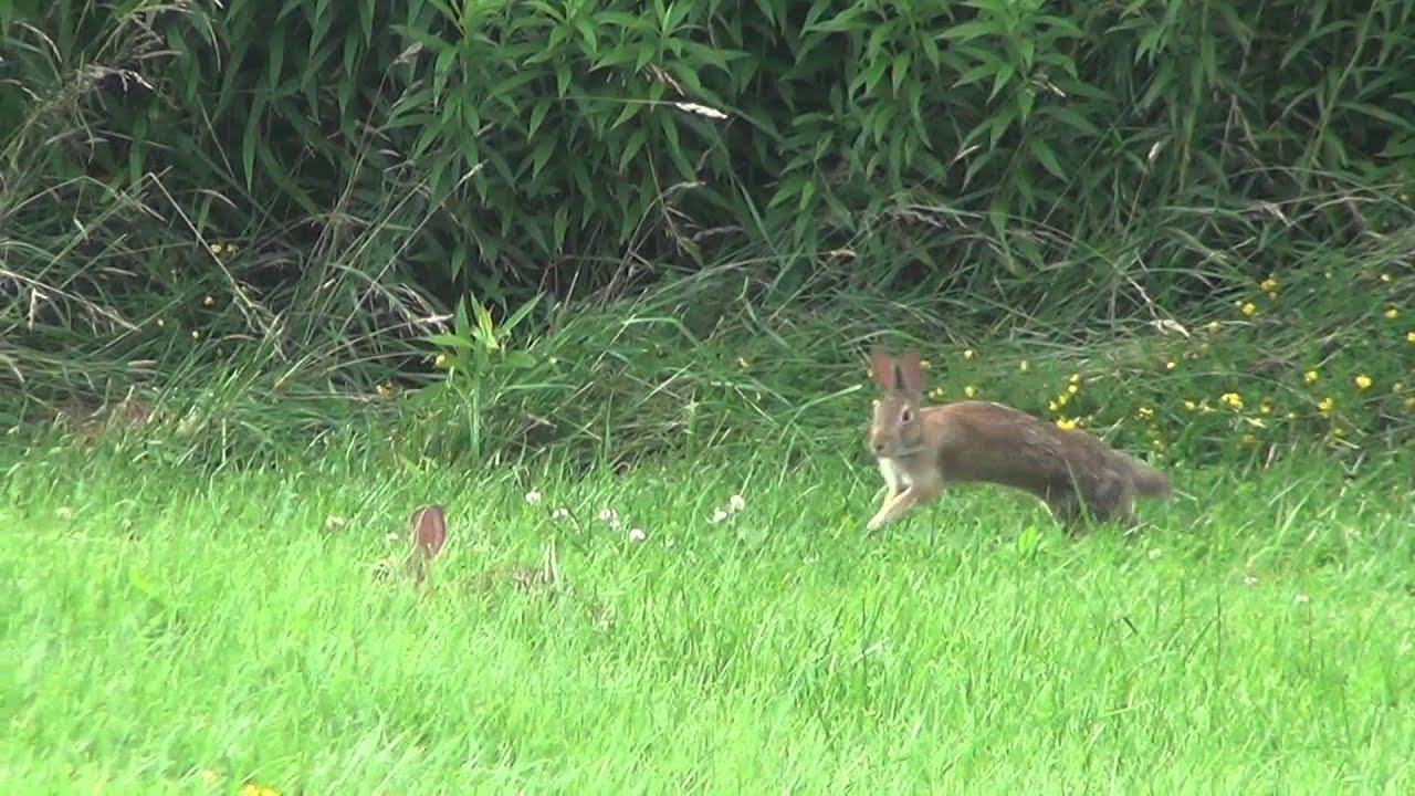 2 Rabbits Running Jumping  and Playing Around