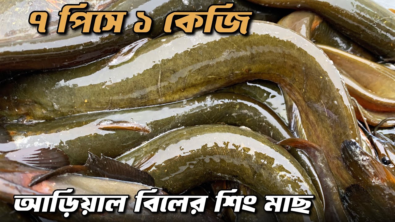 এই প্রথম আড়িয়াল বিলে পাওয়া গেল এত বড় বড় সাইজের শিং মাছ | Today Fish Market Dhaka Dohar Meghula 🐟🐟