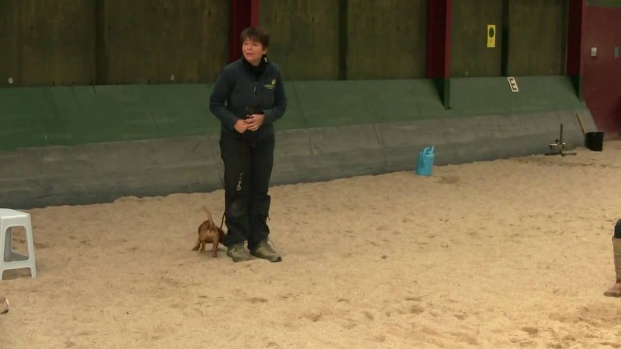 De eerste les op Hondenschool de Laar.