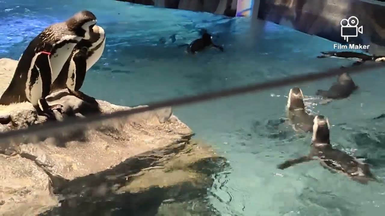 SUNSHINE AQUARIUM PART 2 TOKYO JAPAN #aquarium #kinggrey #penquin