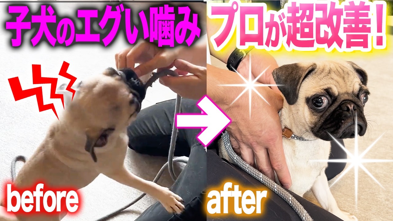 【犬しつけ】子犬の甘噛みはコレで改善！プロの実践トレーニングをご紹介します【プロドッグトレーナー】