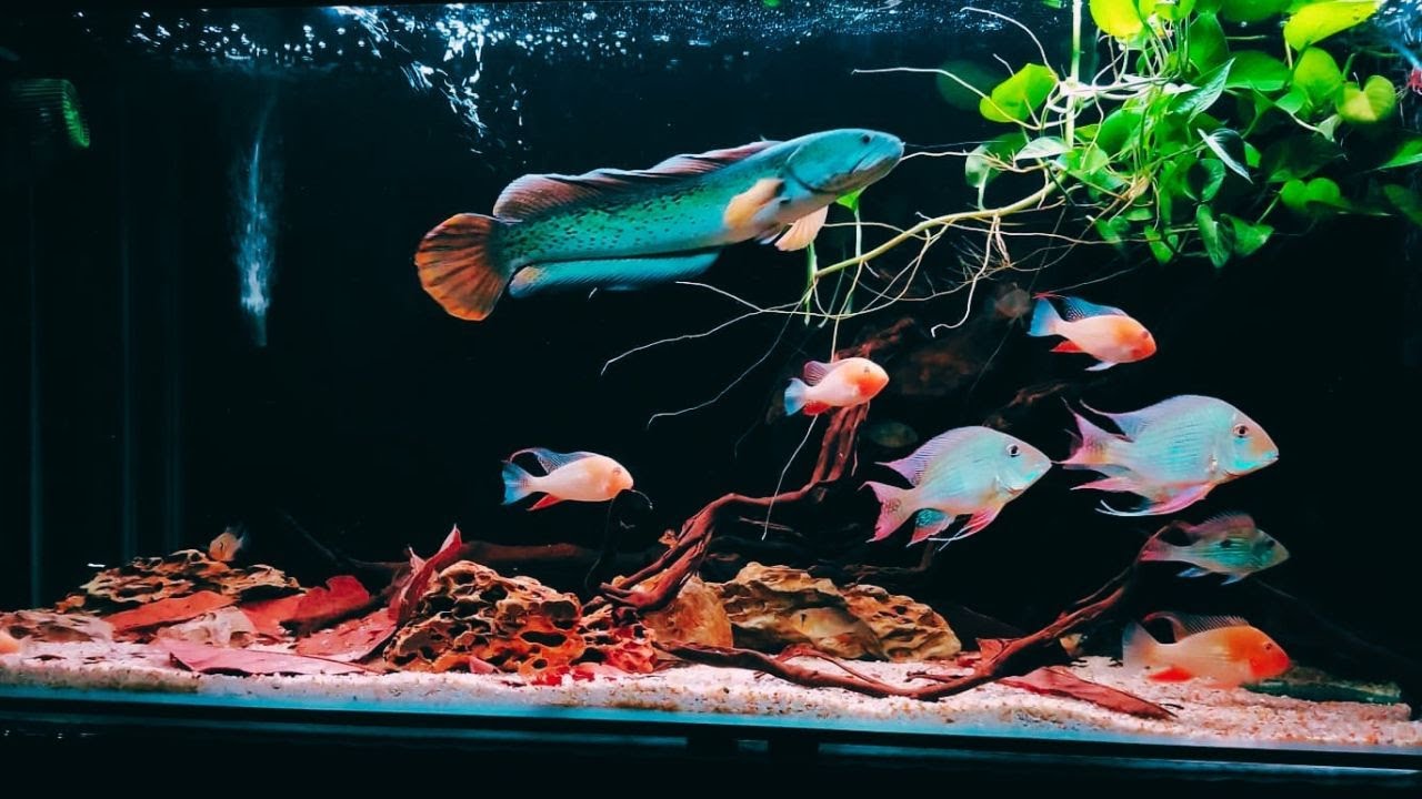Most Beautiful Channa Barca Fish Tank | Friendly Snakehead in Aquarium