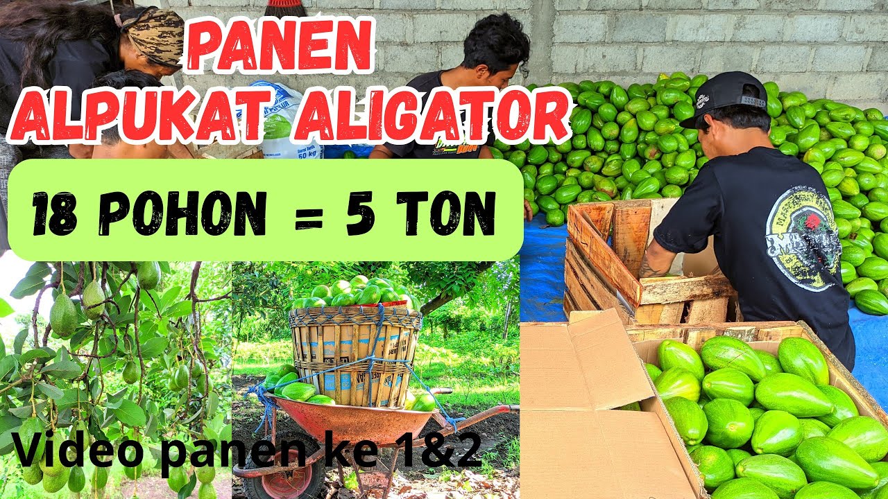 Hanya 18 Pohon Alpukat Aligator Hasilnya Luar biasa | Panen Alpukat Aligator