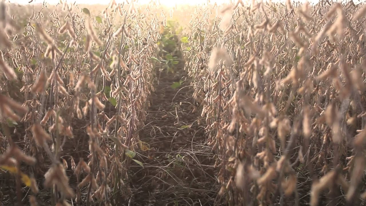 Agrinordest Short