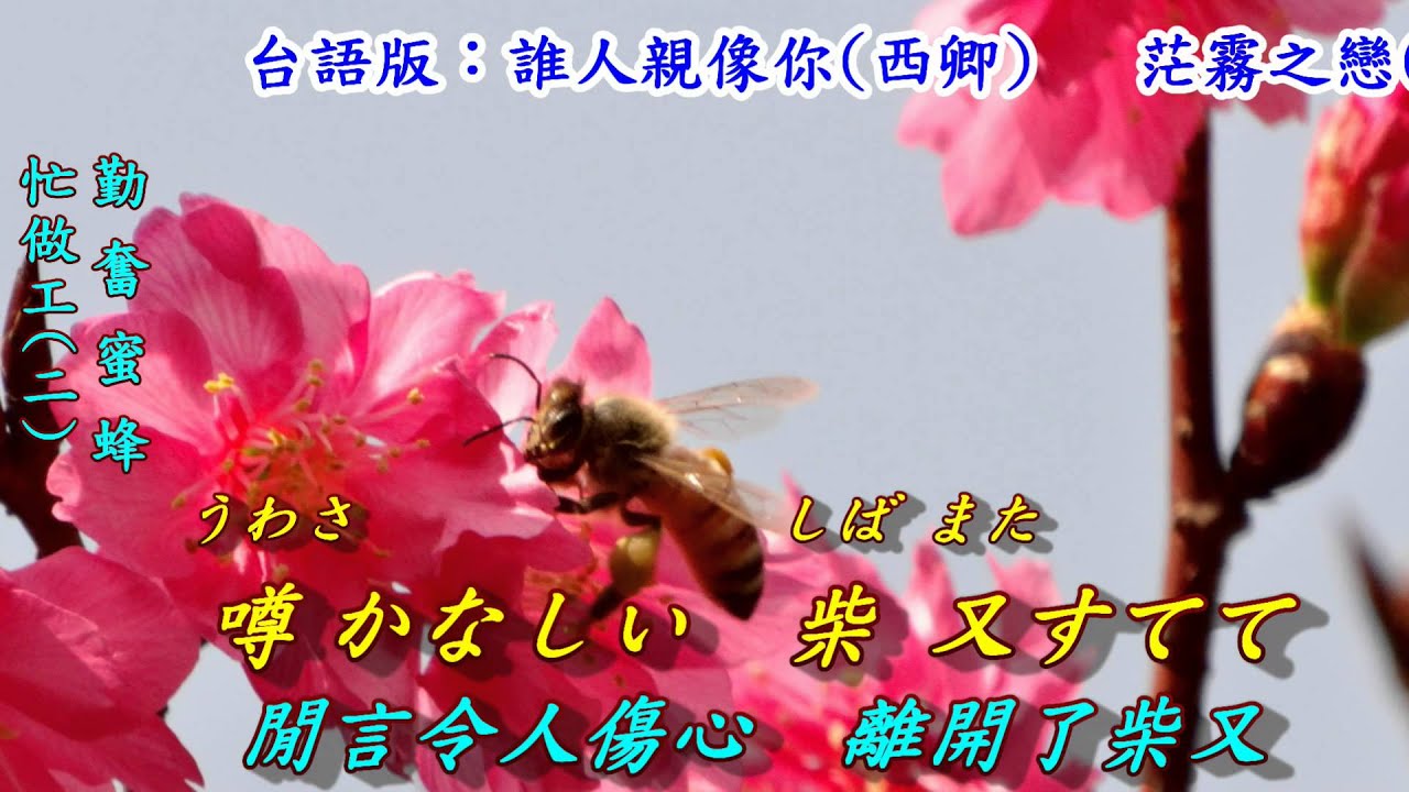 矢切の渡し(矢切渡口)1983(日語~細川たかし+翻譯)銘哥翻唱