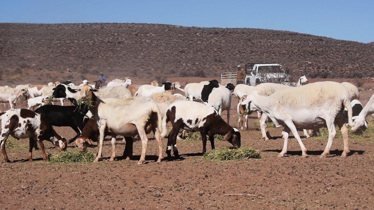 Farm with Us: Feeding & Building a Plunge Dip Sysem