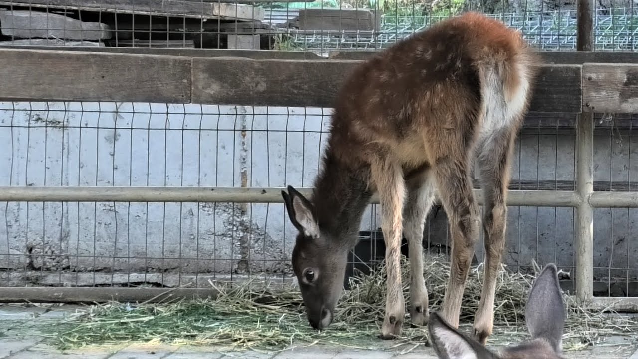 Благородный Оленёнок, Малышка Антилопп Канна и родители! Noble Fawn, Little Antelopp Canna, Parents!