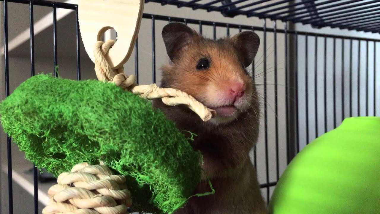 Gizmo the hamster!