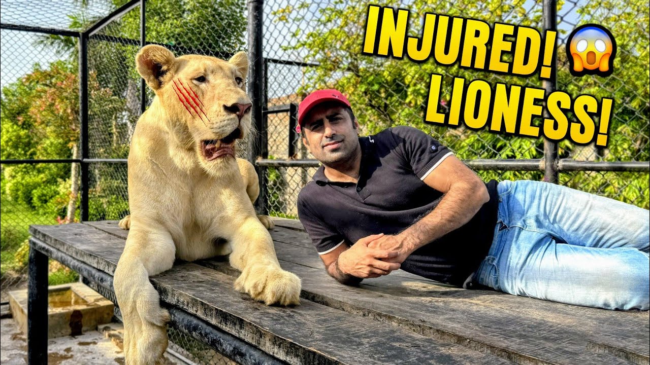 Bilo ne Bella per Hamla kia 😱 Lion Attack on lioness 