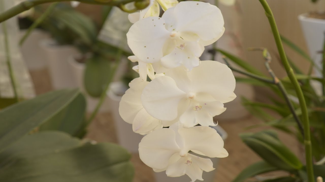 УЗНАЙТЕ АЗЫ!!!! ПОЛИВ ОРХИДЕИ! КОРНИ ОРХИДЕЙ ПОСЛЕ ПЕРЕСАДКИ! HOW TO WATER ORCHIDS! GARDEN ORCHIDES
