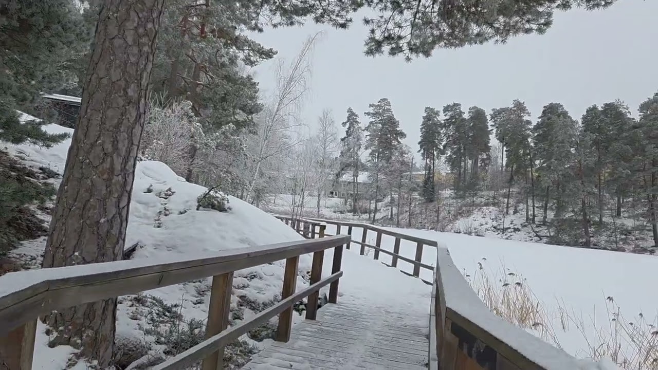 En lugn vinterpromenad. A peaceful walk through a snowy winter forest. #nature #winter #snow #peace