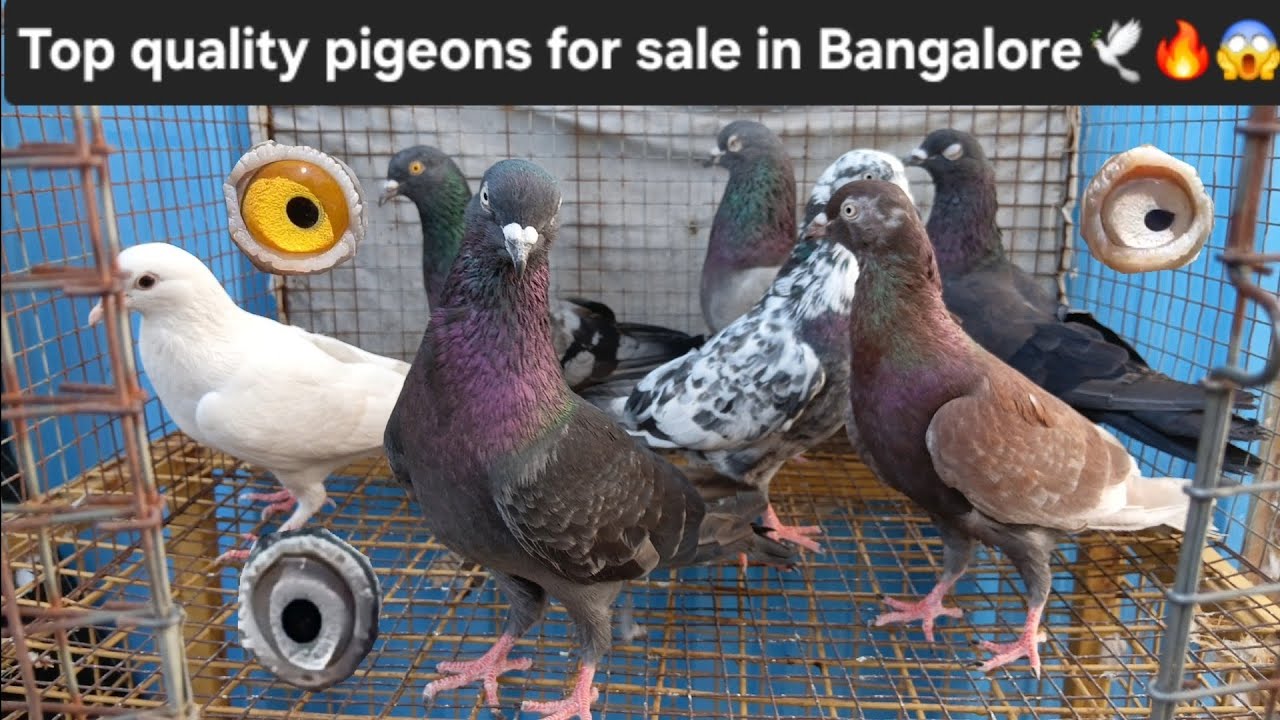 Top Quality Pigeons for Sale in Bangalore🕊🔥 👉🏻[Contact: 8951011790] | QSS pigeons Bangalore🕊 