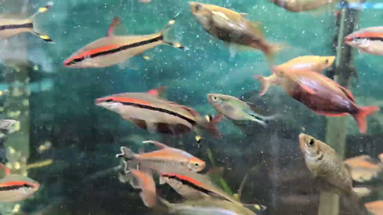 Sylvia's Angelfish Nov 11, 2025