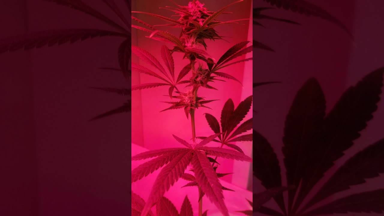 Week 3 and 4 of flower