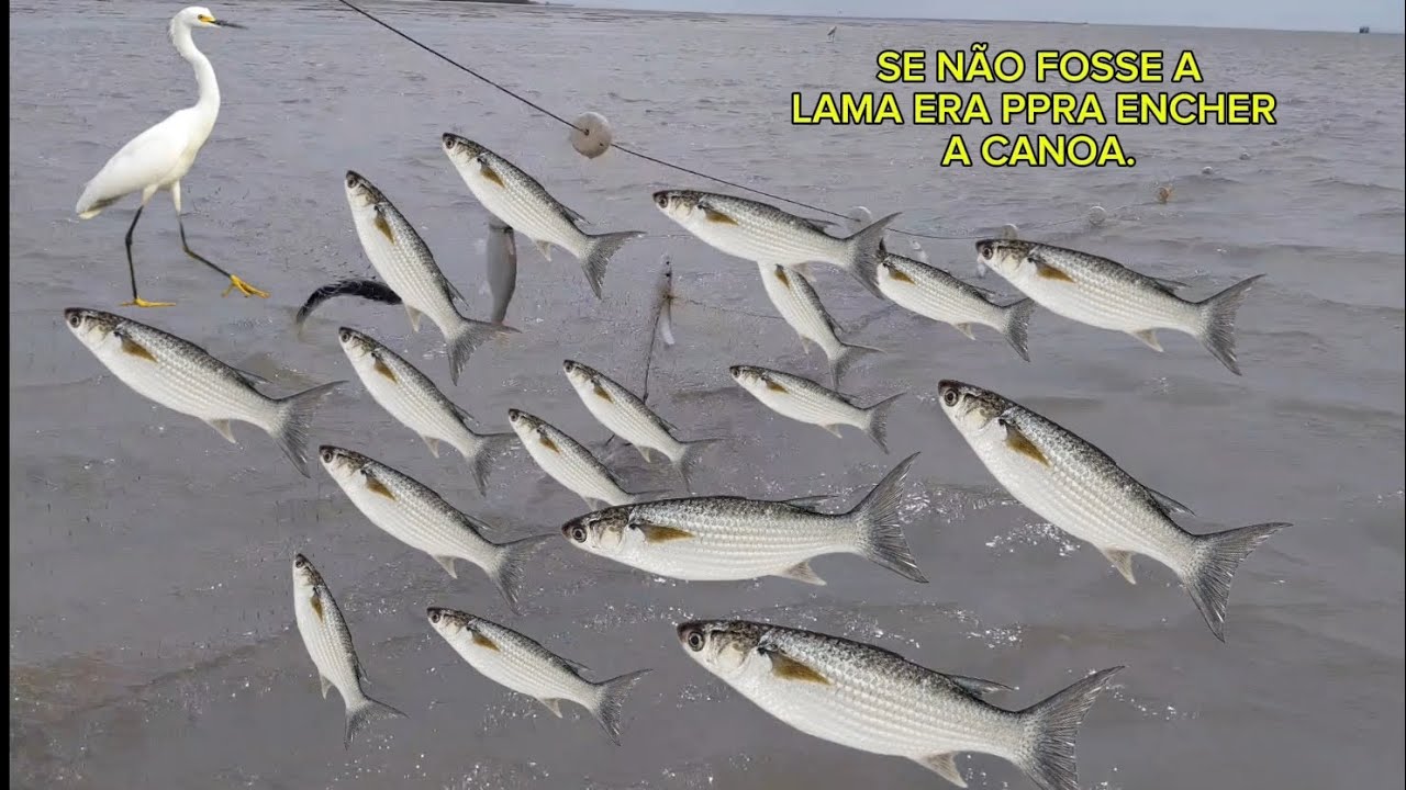 NÃO IMAGINÁVAMOS QUE SÓ COM TRÊS PANO DE REDE IAMOS PEGAR TANTA TAINHA.