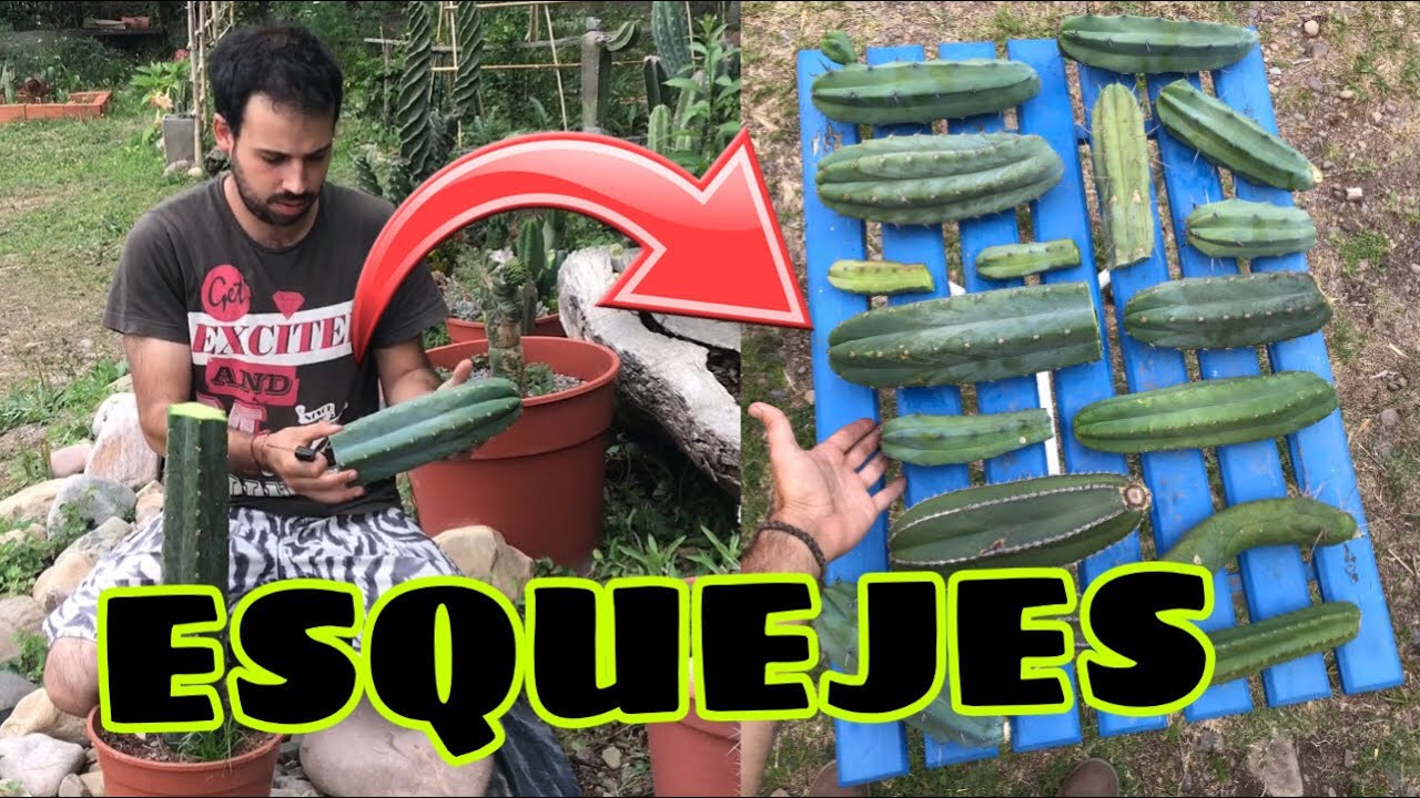 Multiplicación de CACTUS por ESQUEJE - Paso a paso | Cosecha de cortes de fin de año 🔪🌵