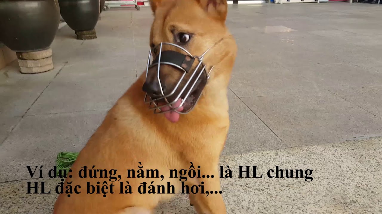 HUẤN LUYỆN CHÓ - BUỔI 21: CHÓ NẰM (LỆNH NẰM) | HƯỠNG DẪN CHI TIẾT TÍN HIỆU HÌNH ẢNH