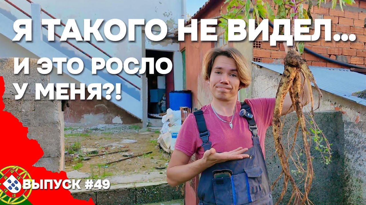 Зима в Португалии. Купил газонокосилку зимой — и участок не узнать! | Дом в Португалии. Выпуск 49