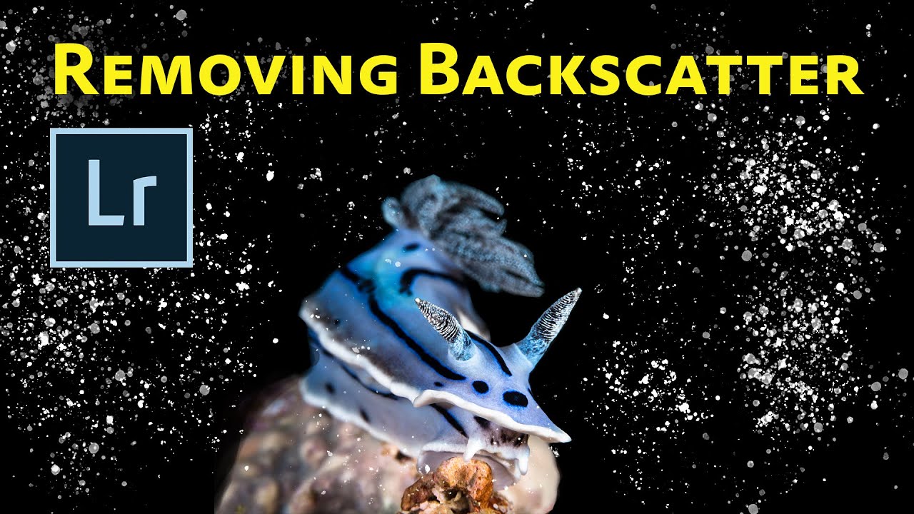 How to Remove Backscatter in Lightroom