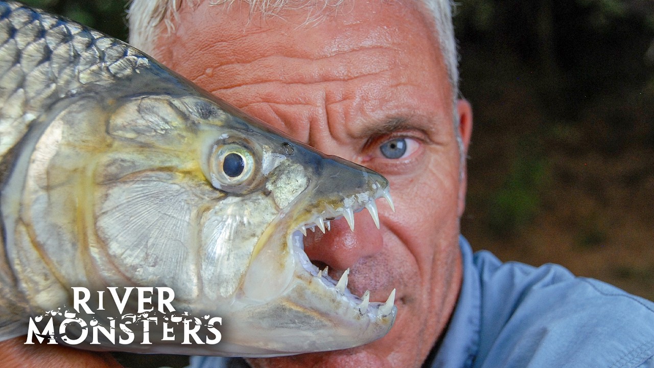 River Monsters Full Episode - Season 4, Episode 6 - Pack Of Teeth