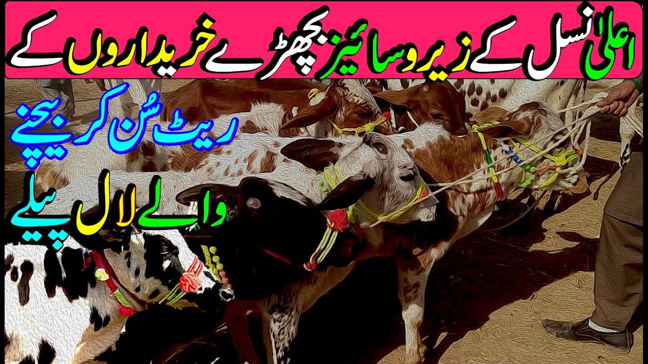 Cholistani Sahiwal Desi Brahman Dajil Nukre Bachre Vache Market Update Mandi / Luddan Mandi.PK