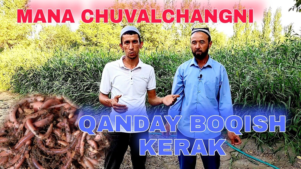 Chuvalchang boqishning OSON usuli biogumus. | Abdusattor aka