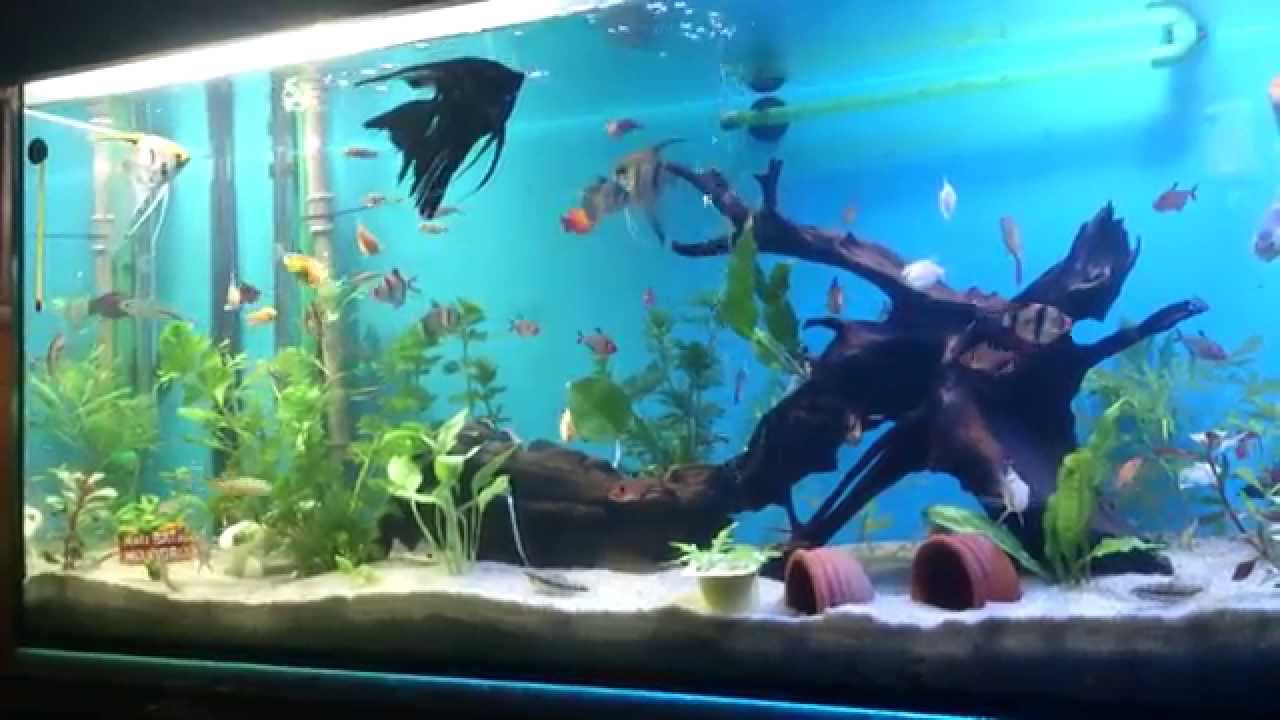 aquario comunitário 200L Part.1  Iniciante !